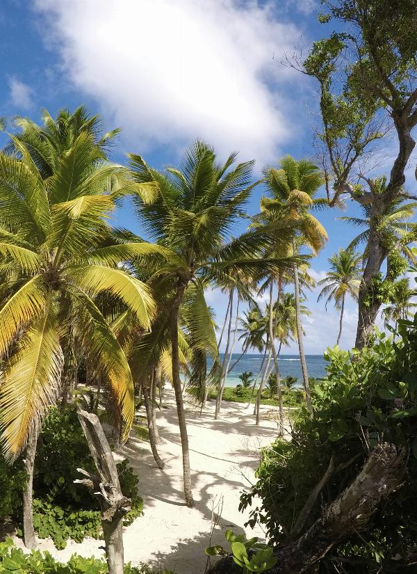 Quels fruits déguster en Guadeloupe ?