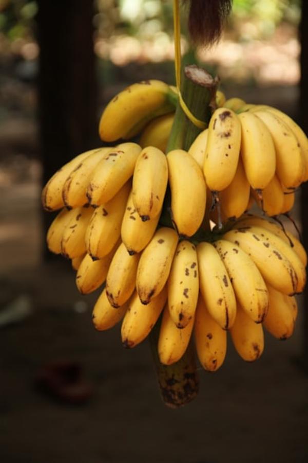 La banane, produit phare de l'île